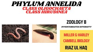 Class Oligochaete and Class Hirudinea Phylum Annelida Miller amp HarleyZoology B [upl. by Chet493]