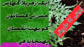 what is parthenium plant Gajar Bootiyoutube ytshorts dangerous jaribooti [upl. by Geralda]