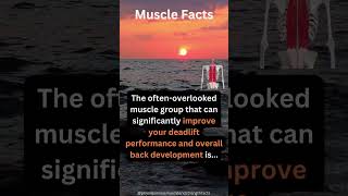 The Secret Muscle for a Stronger Back Boost Deadlift Strength Focusing on This Key Back Muscle [upl. by Nihcas]