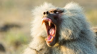 Baboon Troops Clash Over Territory  Life  BBC Earth [upl. by Atiuqan556]