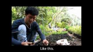 How to prepare and grow seedlings of Afzelia xylocarpa [upl. by Payne885]