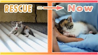 A Baby Cat Found on a Roof of a House Changes in One Month After Rescue [upl. by Krystle]