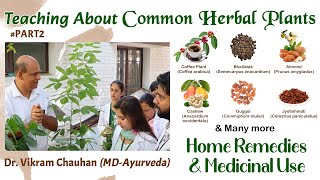 Common Herbal Plants  Home Remedies How to Grow amp Medicine Uses by Dr Vikram ChauhanMDAyurveda [upl. by Hareema]