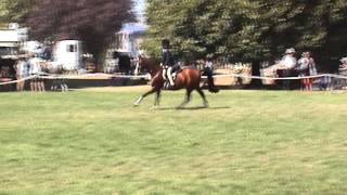 quotAcclaimquot Ridden by Sophie Scott HOY Show Hunter Title Holder Cat B [upl. by Einnig]