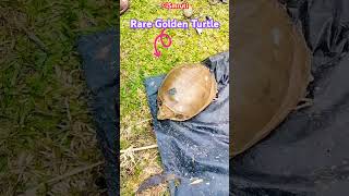 Rare Golden Turtle 🐢👌 subscribe viralshorts satisfyingvideo rare mostpopular [upl. by Findley]