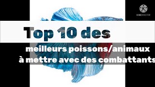 Top 10 des meilleurs poissons animaux à mettre avec des combattants betta [upl. by Josiah]