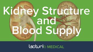 Structure and Blood Supply of the Kidneys  Anatomy [upl. by Asyen]