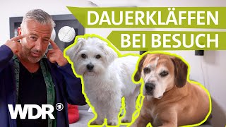 Wenn Hunde Gäste verbellen So beruhigt man sie langfristig  Hunde verstehen  S06E01  WDR [upl. by Chandos883]