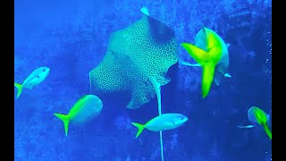 ヒョウモンオトメエイ Honeycomb stingray Himantura uarnak [upl. by Wing]