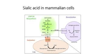 Sialic acid formation in mammalian cells Code 498 [upl. by Nuahsor310]