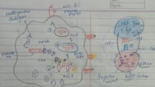 Antigen ProcessingEnd And Exo And Antigen Pressenting [upl. by Treacy110]