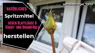 Blattläuse bekämpfen  Braunfäule  Natürliches Spritzmittel gegen Läuse und Braunfäule [upl. by Kale]