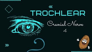 Cranial Nerve IV  Trochlear Nerve  Easy Urdu Language [upl. by Ehctav]