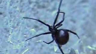 Black Widow Spider Close up [upl. by Annazus452]