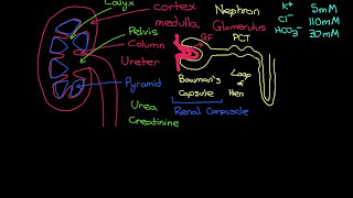 The RAAS and ADH Systems Part 1 [upl. by Hinda120]