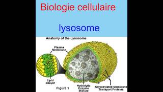 Biologie cellulaire  Lysosome [upl. by Llerrot]