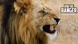 Three Mapogo Lions Start A Patrol  Archive Lion Footage [upl. by Ariahs]