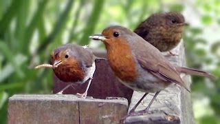 Robin Birds Feeding Fledgling [upl. by Court794]