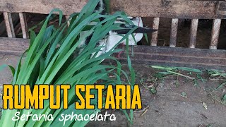 Pakan Rumput setaria Setaria sphacelata [upl. by Carleton]