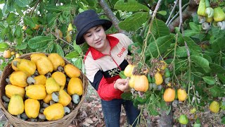 The first cashew fruit season in my farm  Fresh cashew fruit juice recipe  Cooking with Sreypov [upl. by Brookes]