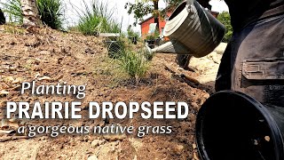 Planting Prairie Dropseed a Gorgeous Native Grass 😊 [upl. by Ahsets217]