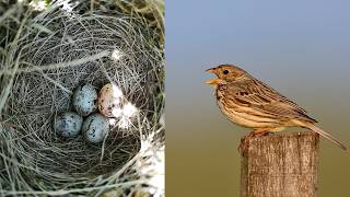 Corn bunting  Bird Nest With Eggs  Bird Nest Walk [upl. by Hsirahc]