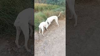 Animal video short dog racer Shikari dog [upl. by Abibah]