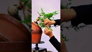 bonsai bonsaiideas bonsaitree bonsaistyling diy bonsaistyles garden bonsaigarden tree [upl. by Acquah]