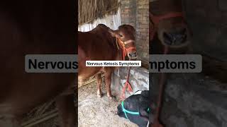 Expert Insights on Bovine Ketosis Symptoms [upl. by Bor]