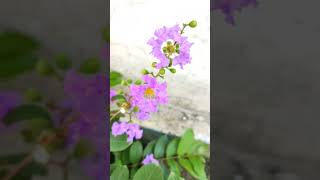 Four types of Lagerstroemia plant Lagerstroemia shorts flowerplant [upl. by Felix721]