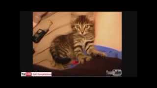 Grappige katten filmpjes 2014 compilatie [upl. by Lesde235]