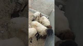 Sheep amp bakra in my village subscribe [upl. by Ahsanat]