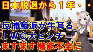 【あれから1年】日本のIWC脱退から1年・・・散々日本を叩いてきた反捕鯨派とIWCの実態の闇が深かった【日本と世界の気になる話題】 [upl. by Genovera387]