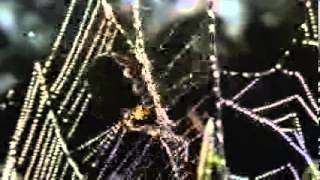 Gartenkreuzspinne Araneus diadematus Spinnennetz Radnetzspinne Tautropfen Reflexionen Herbst Altweib [upl. by Danella]