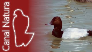 Porrón europeo Aythya ferina Common Pochard [upl. by Lleuqar]