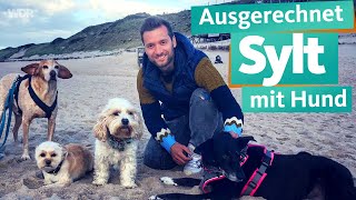 Ausgerechnet Sylt mit Hund  WDR Reisen [upl. by Aivartal]