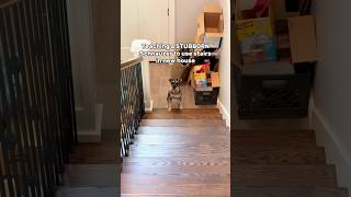 STUBBORN Schnauzer Refuses to use Stairs minischnauzer [upl. by O'Donoghue]