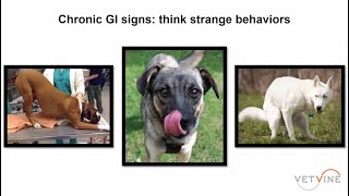 Recognizing Signs of Chronic Enteropathy GI disease in Dogs [upl. by Nimzay]