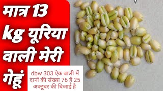 DBW 303। wheat new variety yield 2023। मात्र 13 kg यूरिया वाली गेहूं। wheat farming in india। [upl. by Searcy]