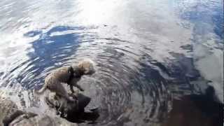 Lagotto Romagnolo swimming [upl. by Lael]