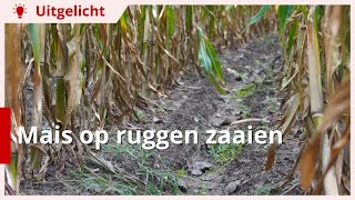 Uitgelicht  Mais op ruggen zaaien [upl. by Atimed]