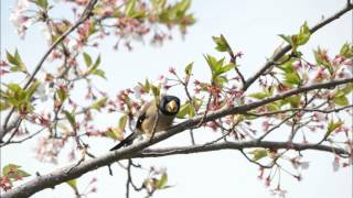 Beautiful singing of Yellowbilled Grosbeak コイカルのさえずり [upl. by Aires]