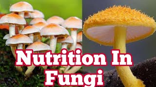 Nutrition in fungi  Saprophytes parasitic Predators  Biology 11th  Chapter 8 [upl. by Munro724]