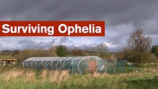 Surviving Ophelia [upl. by Mindi]