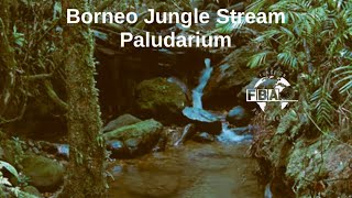 Borneo Jungle Stream Project [upl. by Eibrab330]