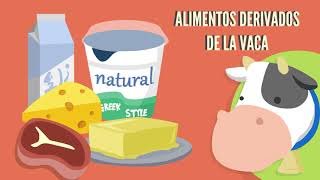 Alimentos Derivados de los Animales para niños [upl. by Jackquelin264]