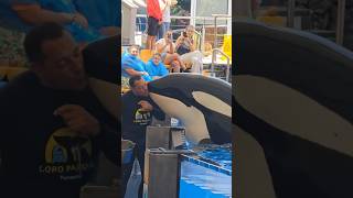 Beautiful whale circus Show nature shorts orca ocean [upl. by Colombi]