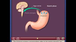 Three Phases of Gastric Secretion [upl. by Arad]