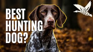 How to Train a German Shorthaired Pointer 🤔 [upl. by Bannon]