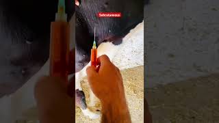 Subcutaneous injectioncow treatment worm infestation love birdlovers nature ytshorts animals [upl. by Spears]